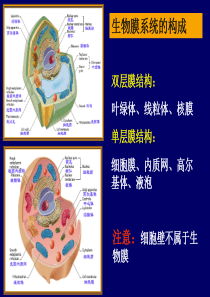 细胞的生物膜系统课件