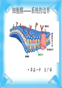 细胞膜 系统的边界 省优质课一等奖