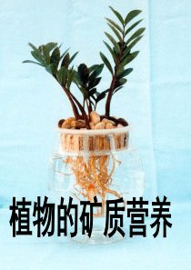 高三生物复习-2   植物的矿质营养