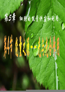 生物：5.4《能量之源――光与光合作用》课件(5)(新人教版必修1)