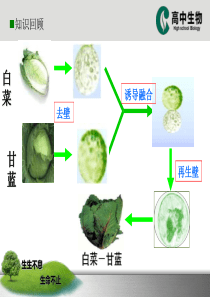 Embark植物细胞工程的应用教案03