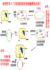 高二生物12《基因工程的基本操作程序》精品课件(新人教版选修3)