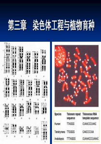 染色体工程与植物育种