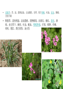 野外植物辨识手册.