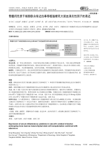 骨髓间充质干细胞联合依达拉奉移植脑梗死大鼠血清炎性因子的表达