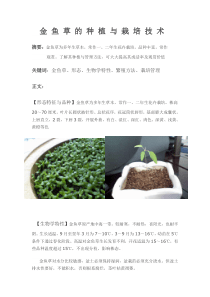 金鱼草的种植与栽培技术