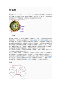 转氨酶升高的误区解释及治疗