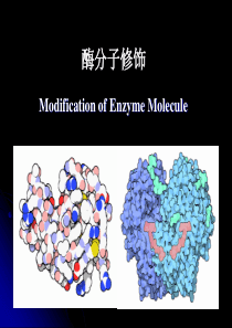 酶工程第九章酶分子修饰.