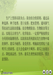 甜瓜病虫害防治技术..