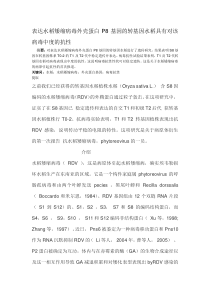 表达水稻矮缩病毒外壳蛋白P8基因的转基因水稻具有对该病毒中度的抗性