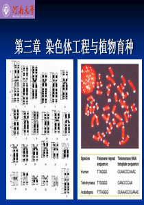 第三章_染色体工程与植物育种