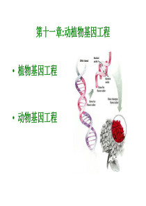 第十一 章 植物、动物基因工程