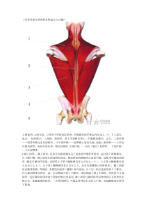 肌肉起始点