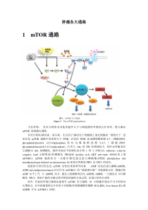 肿瘤各大通路