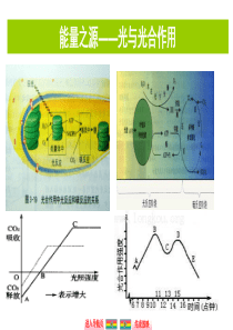 自主学习能力测评高三生物一轮复习能量之源光与光合作用