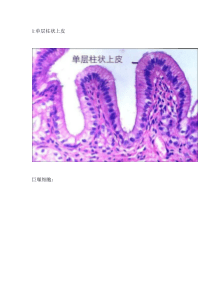 组织胚胎学识图