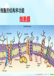 细胞的结构和功能-细胞膜.