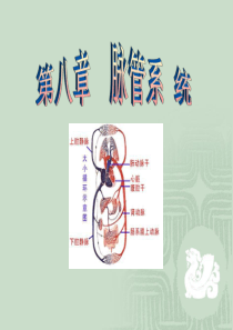 解剖学-第八章-脉管系统ppt