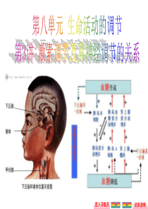 第八单元第3讲激素调节及其与神经调节的关系