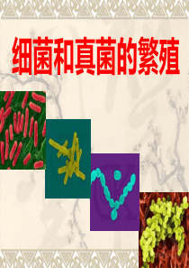 第六节细菌和真菌的繁殖上课.