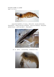 虾的处理方法图解怎么处理虾