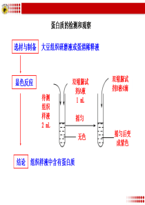 蛋白质的检测和观察