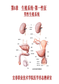 系统解剖学第6章生殖系统男性生殖系统.