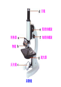 初中生物重点图集PPT