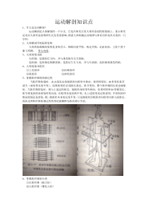 运动解剖知识点