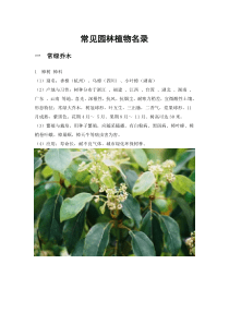 常见园林植物名录(附图片)