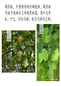 植物学_园林设计