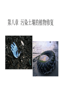 第九章污染土壤的植物修复