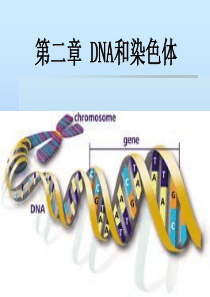 第二章DNA和染色体.