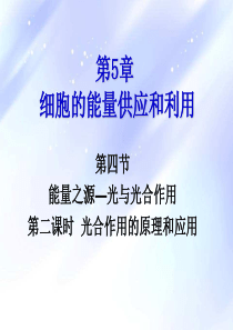 能量之源—光与光合作用第二课时-