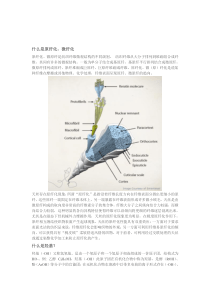 纤维化学与物理-知识点