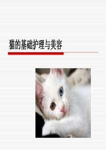 猫的基础护理与美容