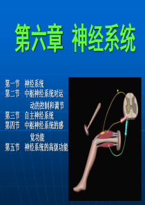 神经系统课件.