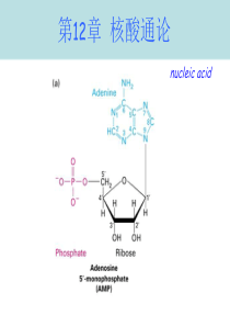 第12章核酸三版(2013-11-14))A