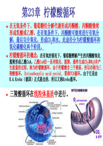 第23章柠檬酸循环.