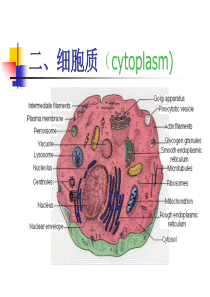 第2次课,细胞质