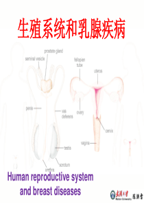 病理学-生殖系统和乳腺疾病2015.