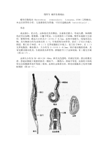 第四节蠕形住肠线虫