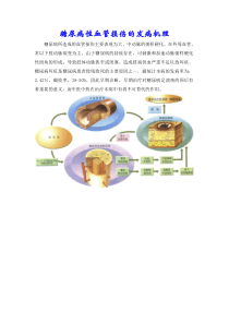 糖尿病性血管损伤的发病机理