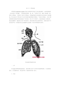 第三节 呼吸系统