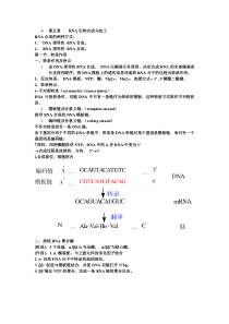 第五章++++RNA生物合成与加工