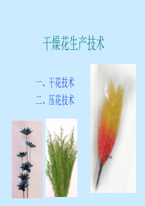 (三)花材脱色与漂白