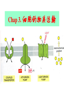 3 细胞的物质运输