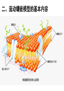 4-3物质跨膜运输的方式