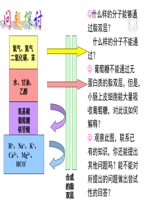 43物质跨膜运输的方式XXXX0621