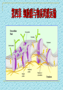 4细胞膜与物质跨膜运输